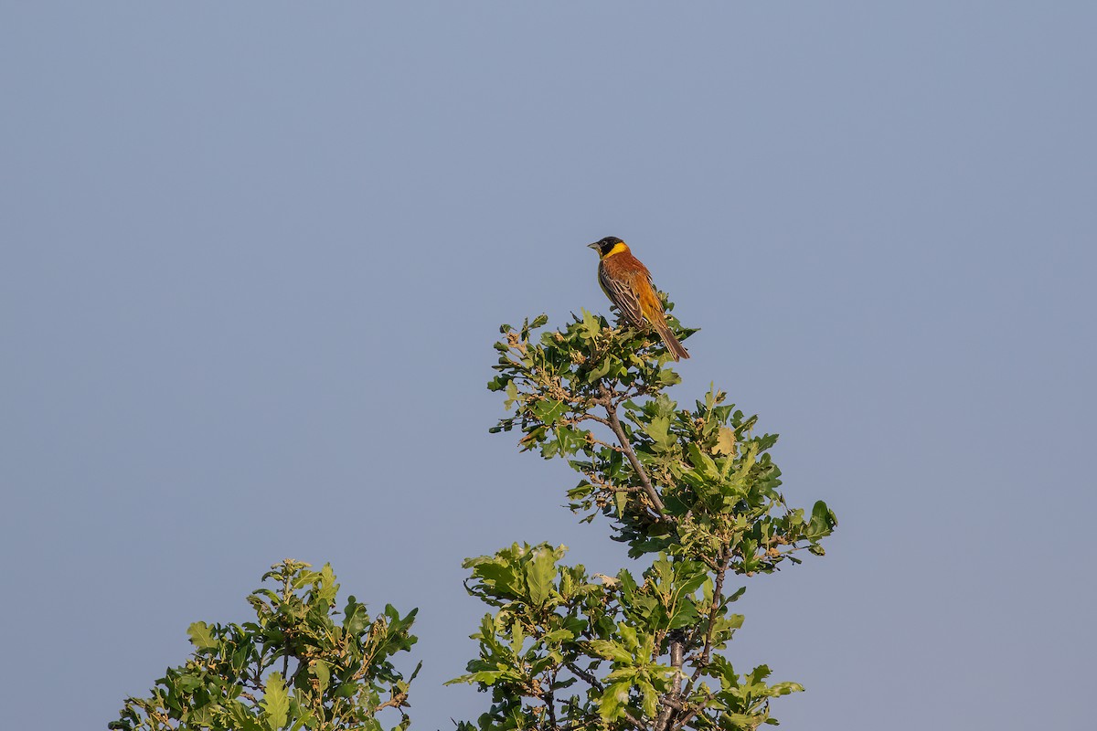 Black-headed Bunting - Martin  Flack