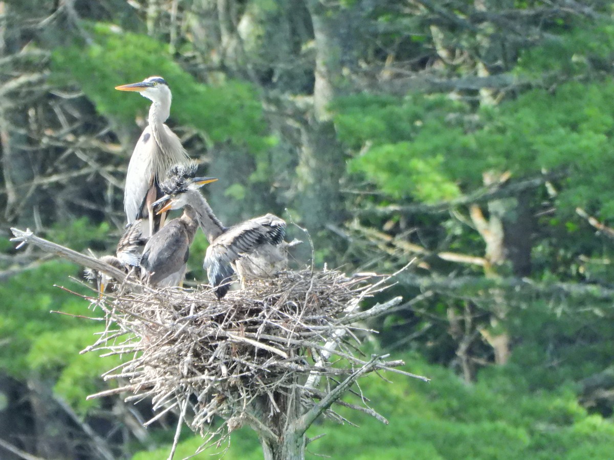 Great Blue Heron - ML593245321