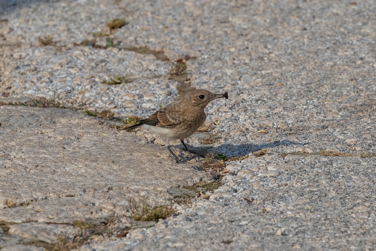 Eastern Black-eared Wheatear - ML593245421