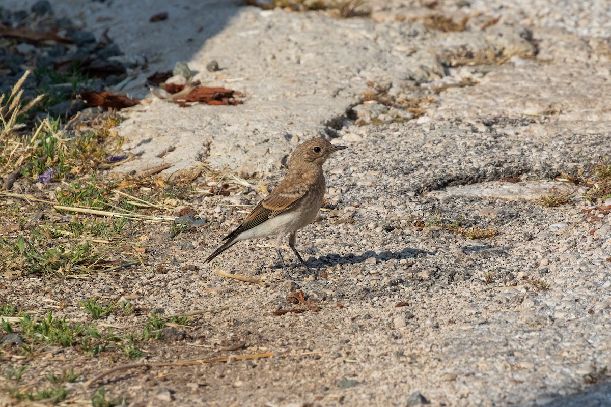 Eastern Black-eared Wheatear - Martin  Flack