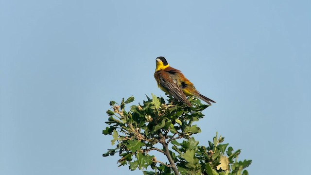 Black-headed Bunting - ML593246311