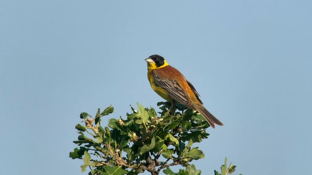 Black-headed Bunting - ML593246381