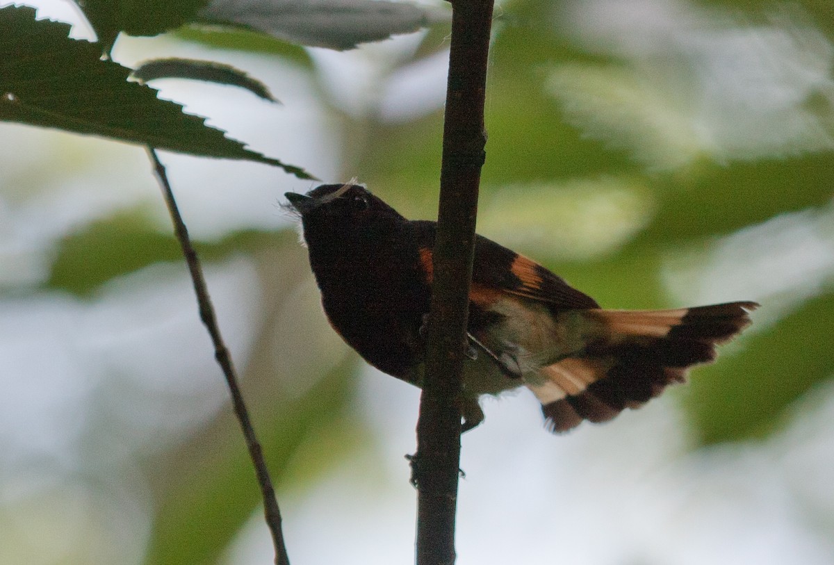 American Redstart - ML593246751