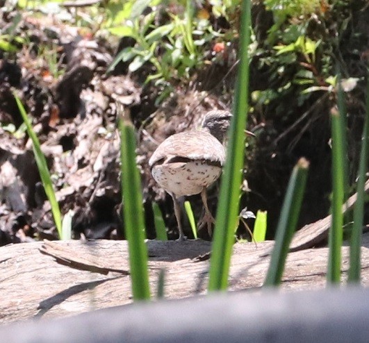 Spotted Sandpiper - ML593247011