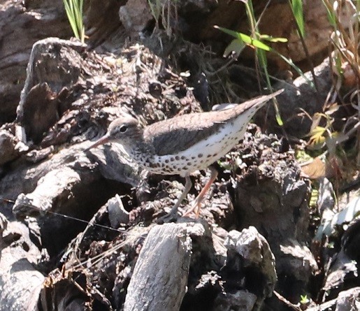 Spotted Sandpiper - ML593247031