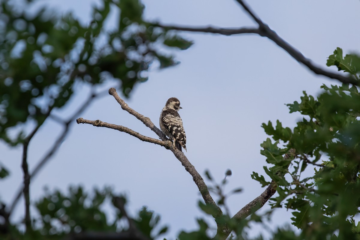 Lesser Spotted Woodpecker - Martin  Flack