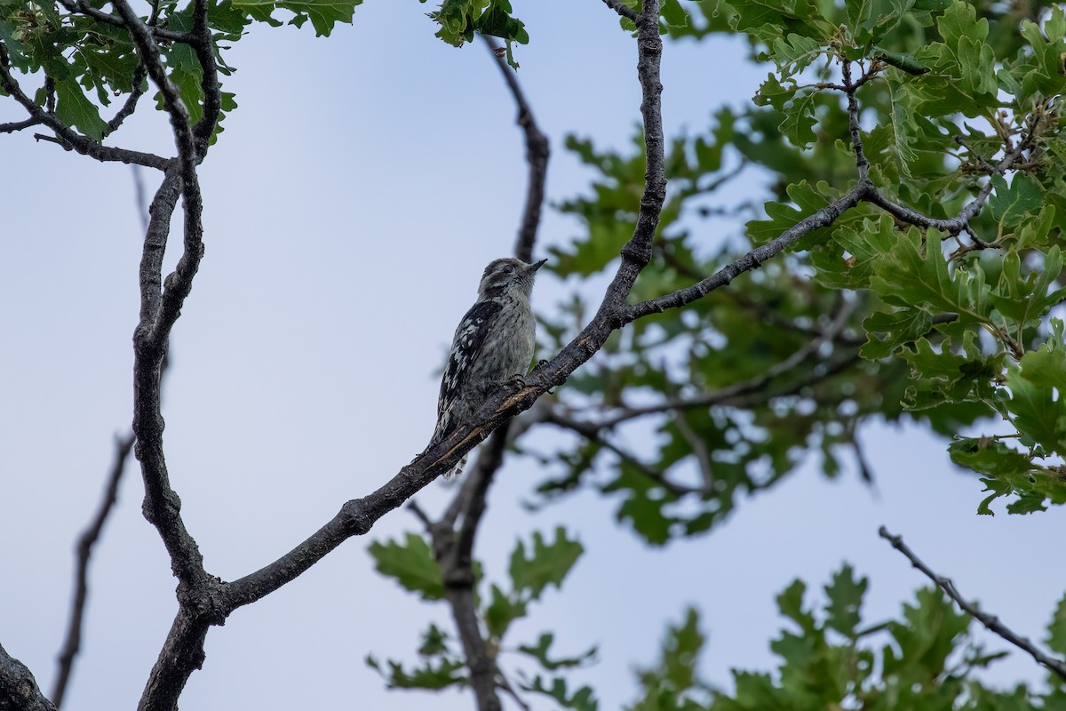 Lesser Spotted Woodpecker - Martin  Flack