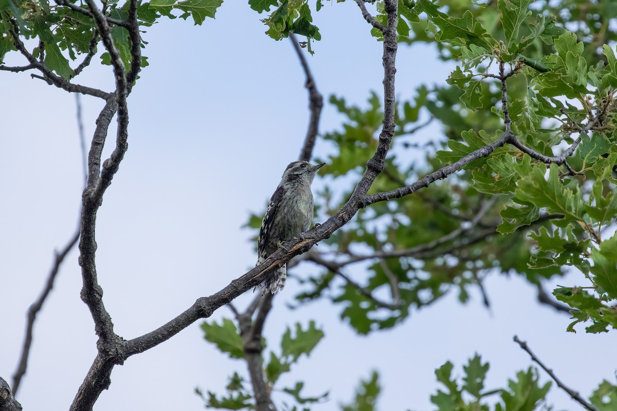 Lesser Spotted Woodpecker - Martin  Flack