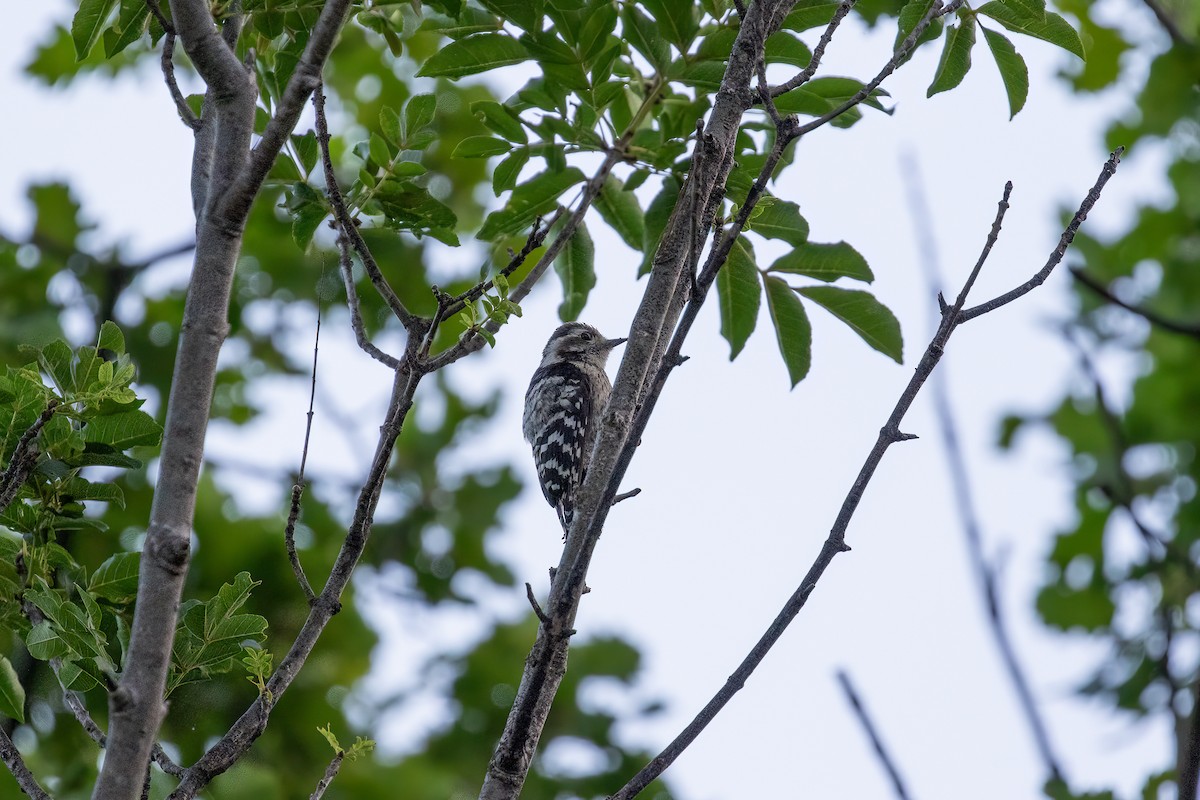 Lesser Spotted Woodpecker - Martin  Flack