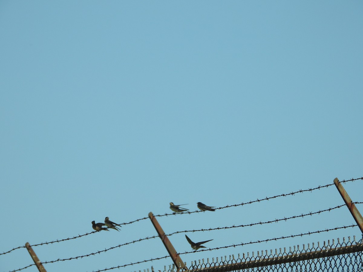 Barn Swallow - ML593249671