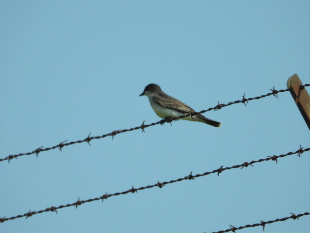 Eastern Kingbird - Ted Purcell