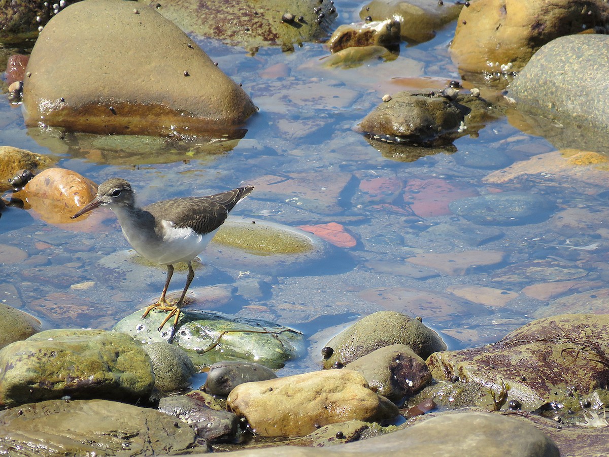 Spotted Sandpiper - Tim Earl