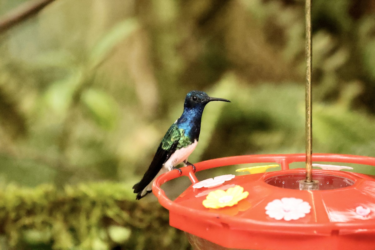 White-necked Jacobin - ML593249861