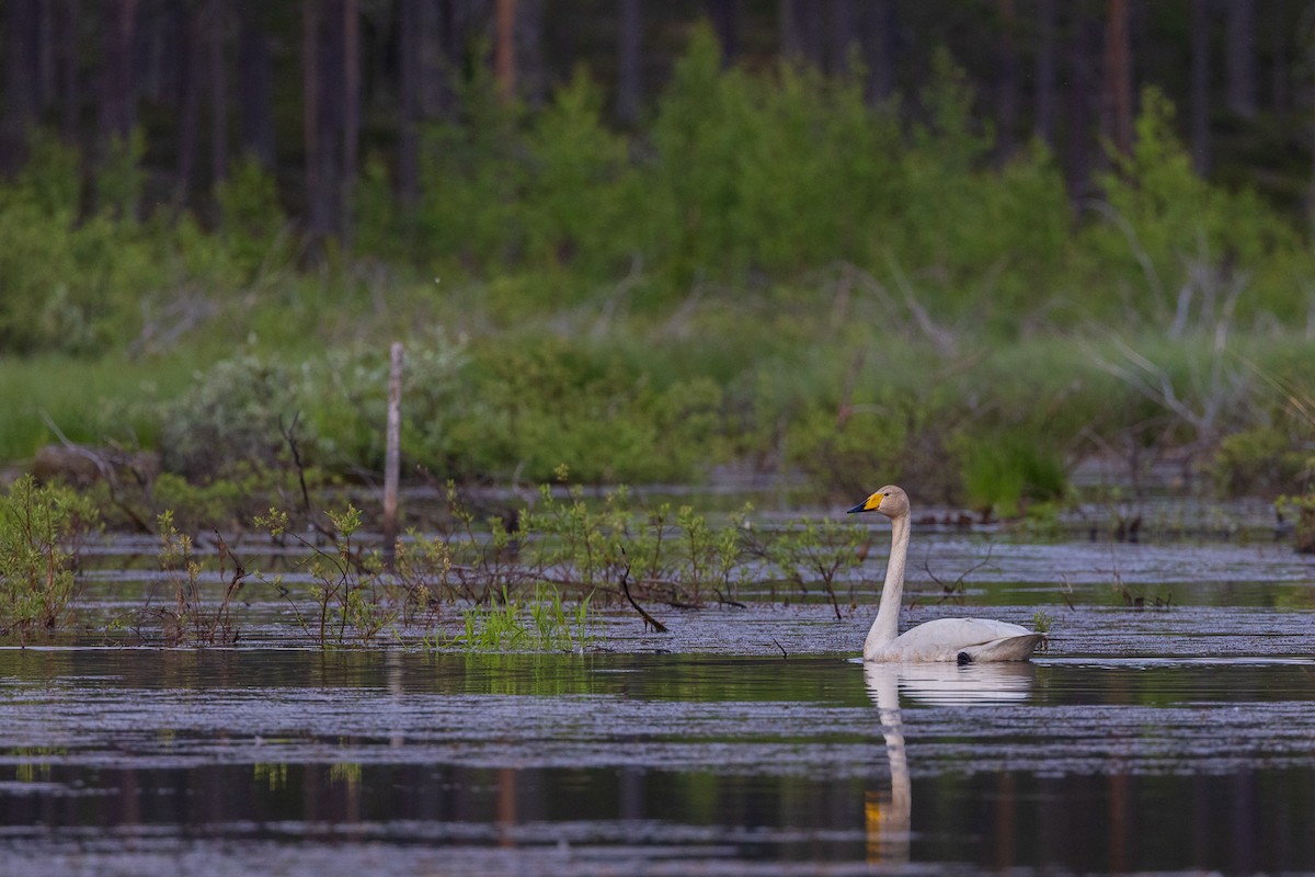 Whooper Swan - ML593250831