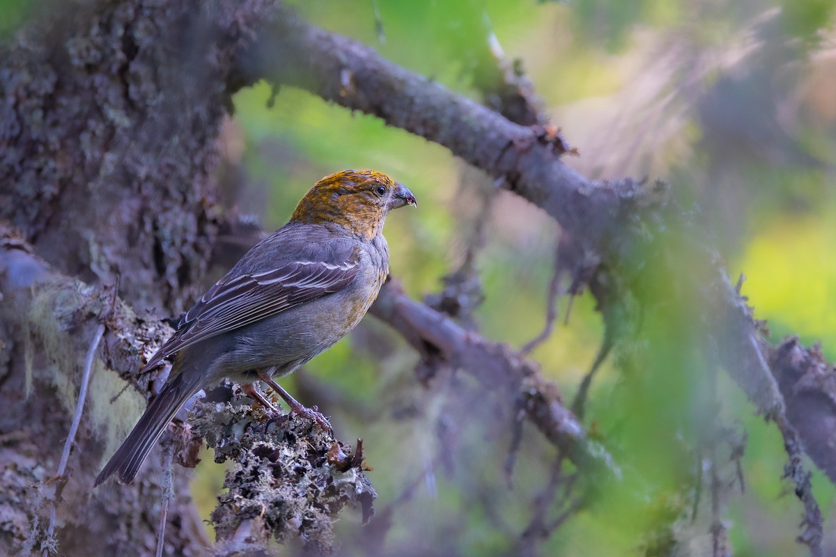 Pine Grosbeak - Marcin Dyduch