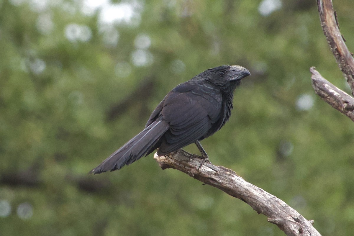 Groove-billed Ani - ML593251641