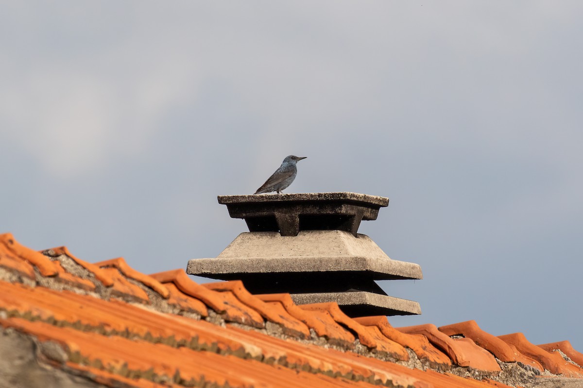 Blue Rock-Thrush - Martin  Flack