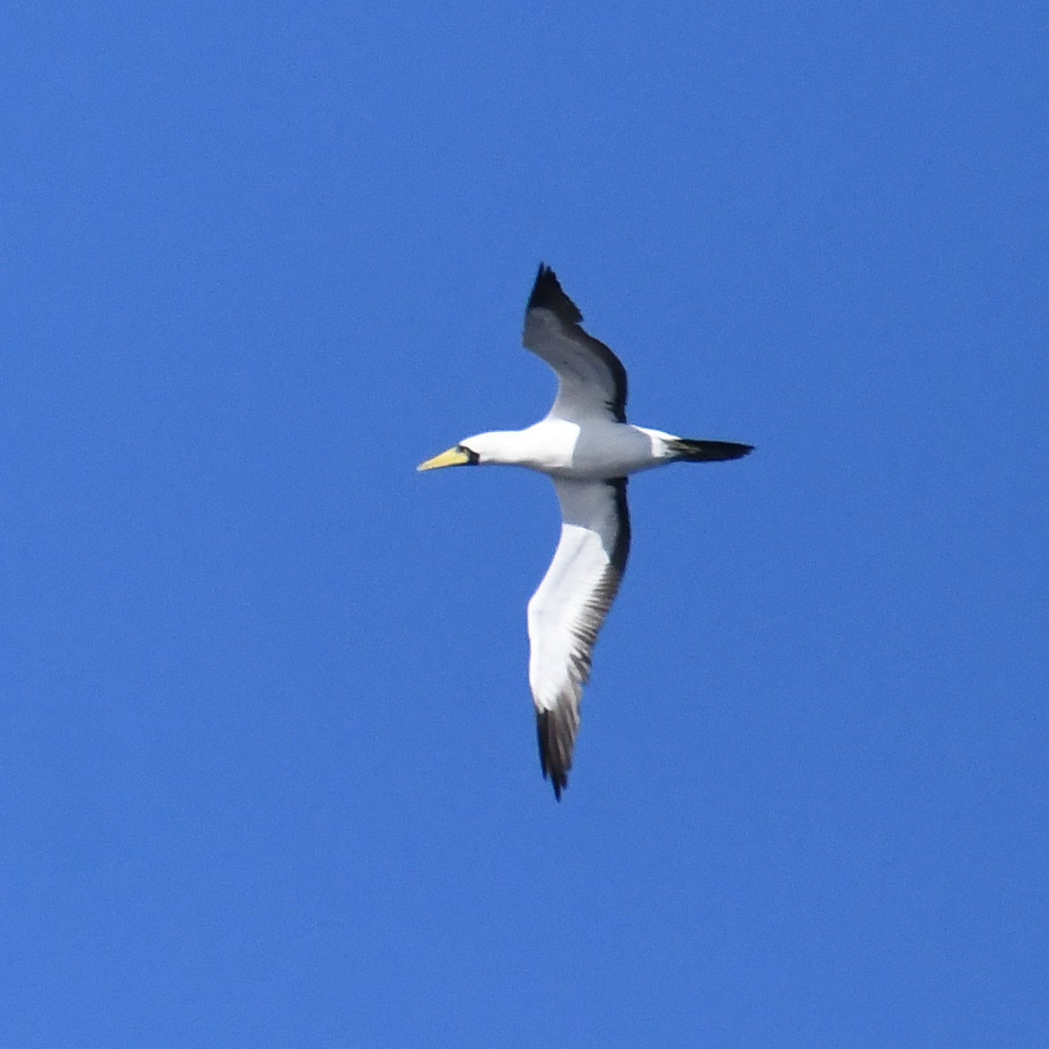 Masked Booby - ML593251901