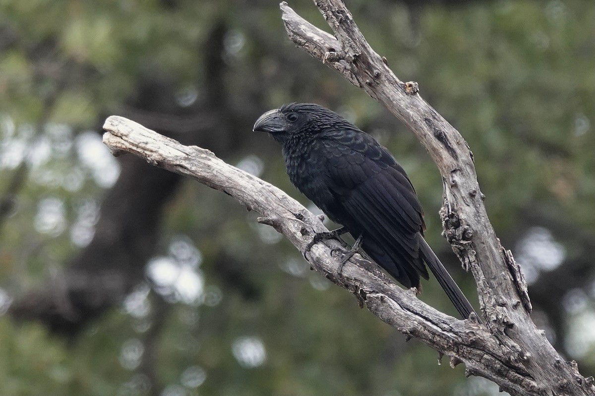 Groove-billed Ani - ML593252271