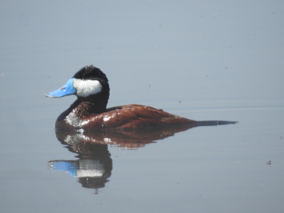 Ruddy Duck - ML593252471