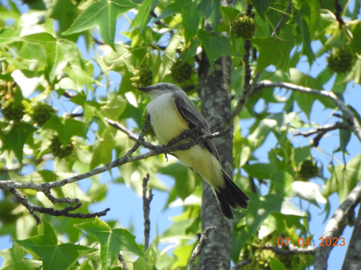 Scissor-tailed Flycatcher - ML593252661