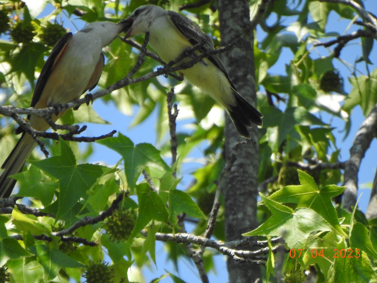 Scissor-tailed Flycatcher - ML593252721