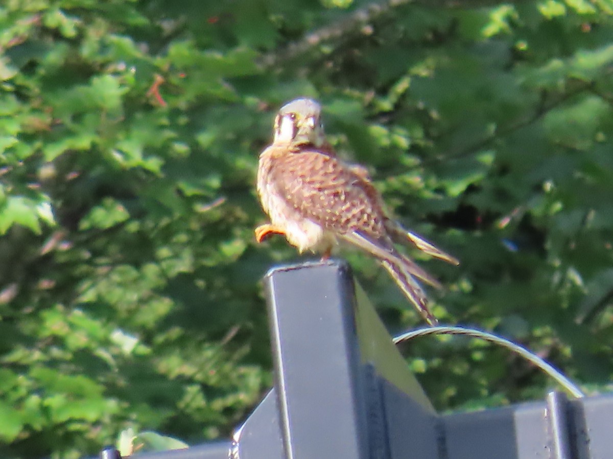 American Kestrel - ML593254851