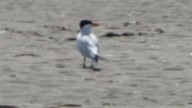 Caspian Tern - ML593255321