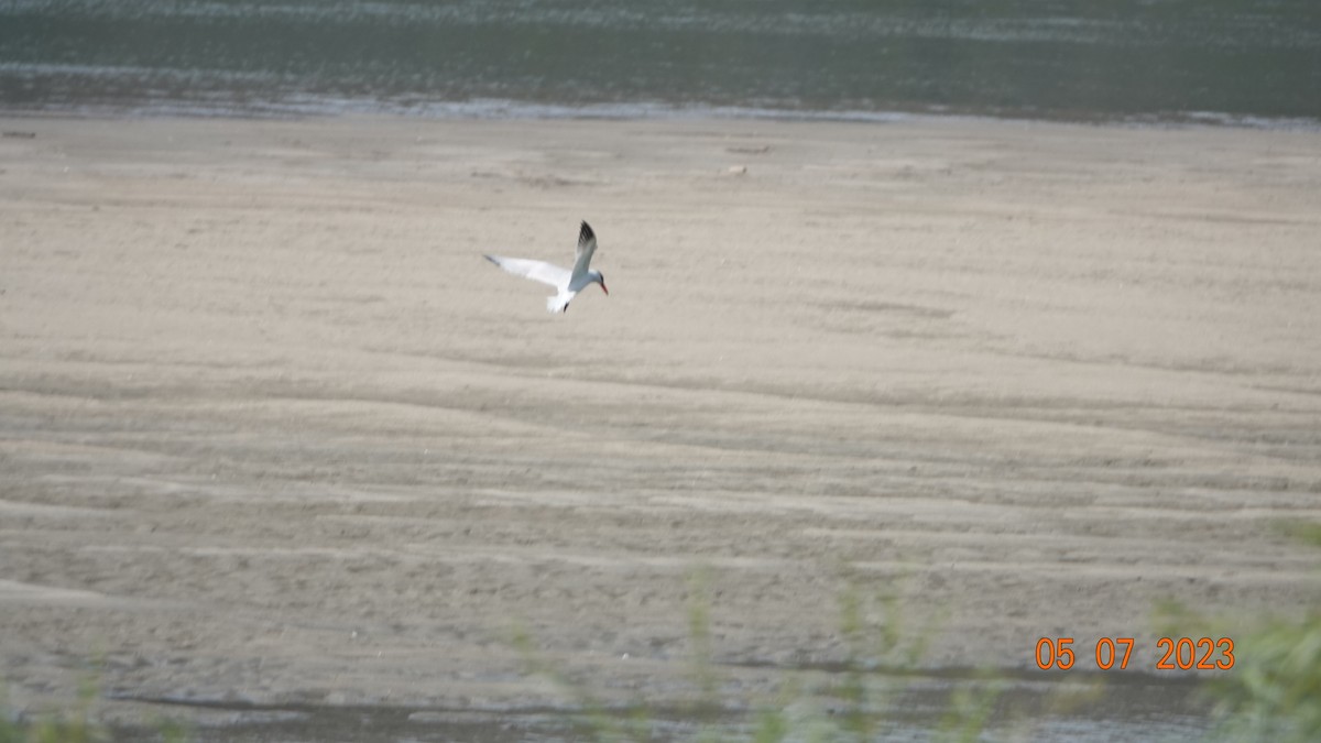 Caspian Tern - ML593255481