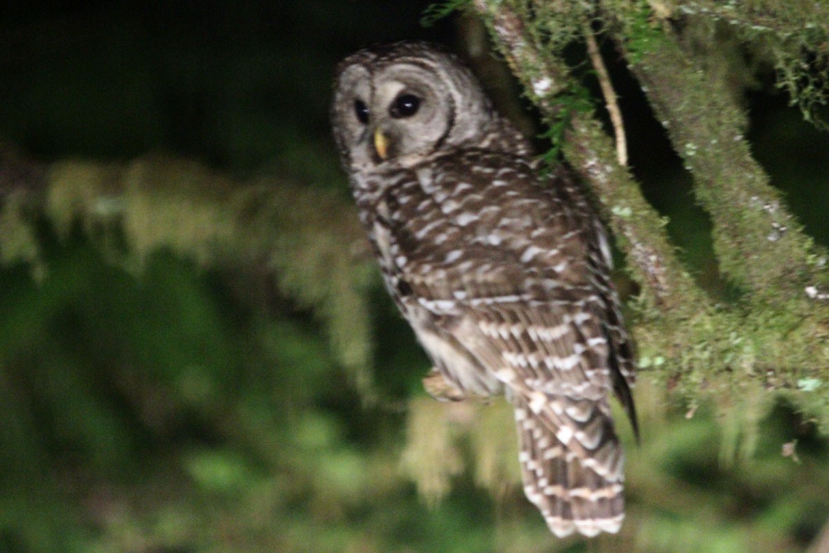 Barred Owl - ML59325641