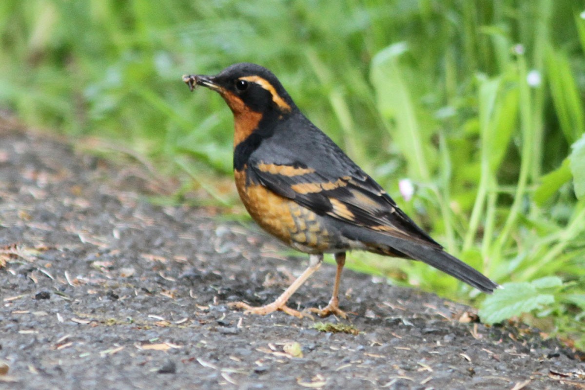 Varied Thrush - ML59325651