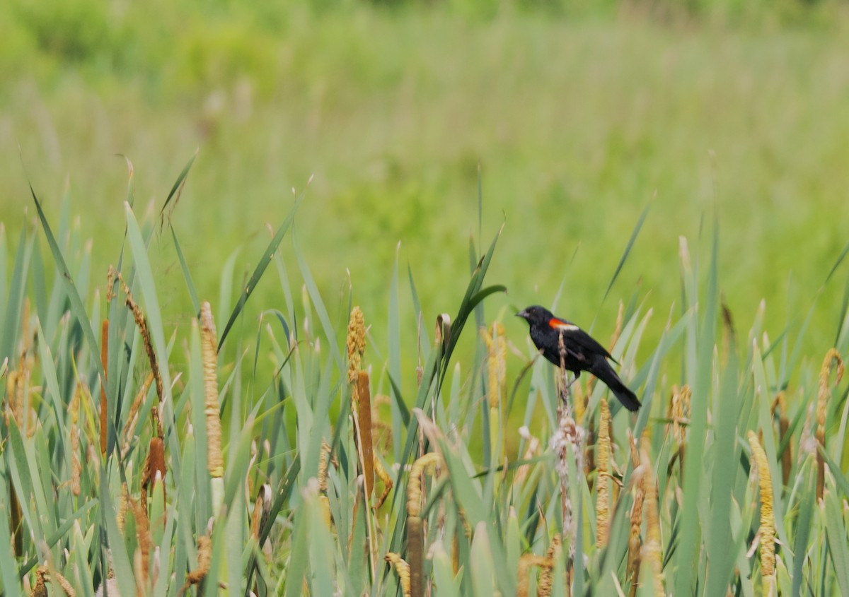 Red-winged Blackbird - ML593256841