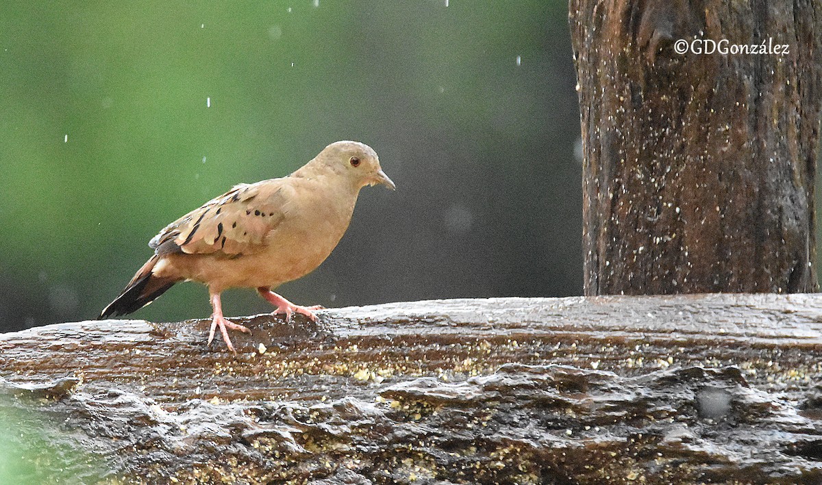 Ruddy Ground Dove - ML593257591