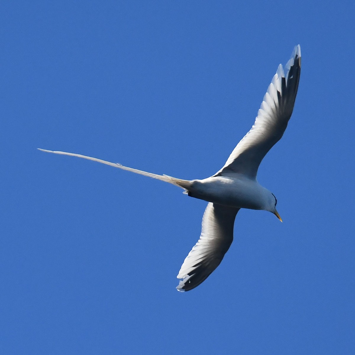 White-tailed Tropicbird - ML593257871