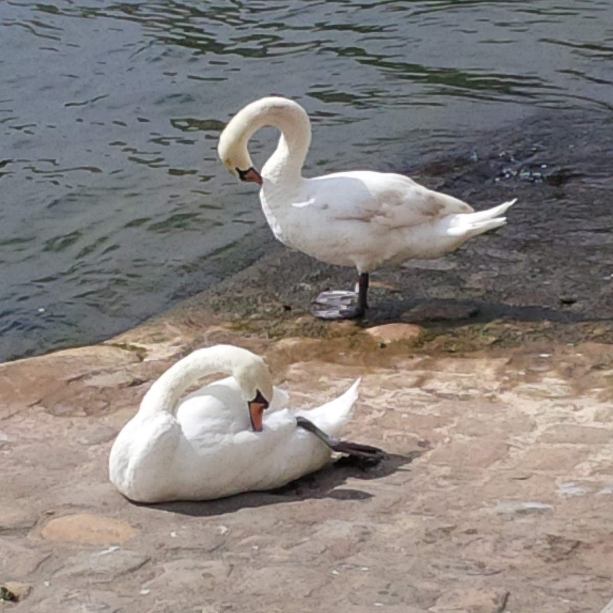 Mute Swan - ML59325801