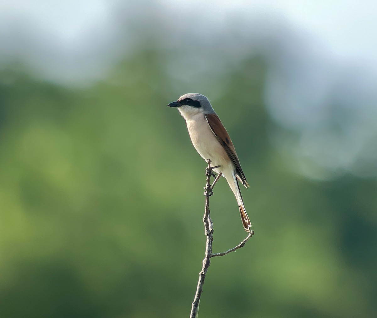 Red-backed Shrike - Martin  Flack