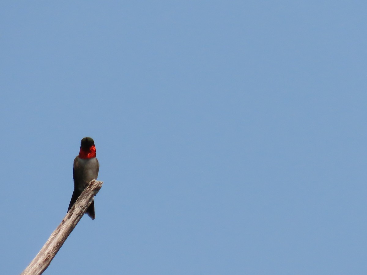 Ruby-throated Hummingbird - ML593258221