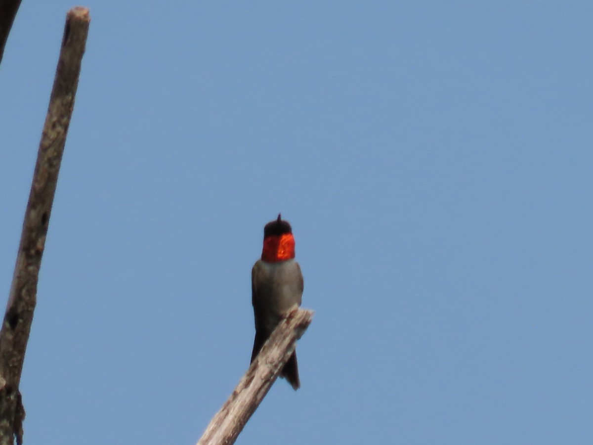 Ruby-throated Hummingbird - ML593258231