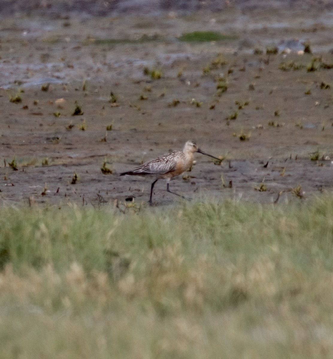 Bar-tailed Godwit - ML593258631