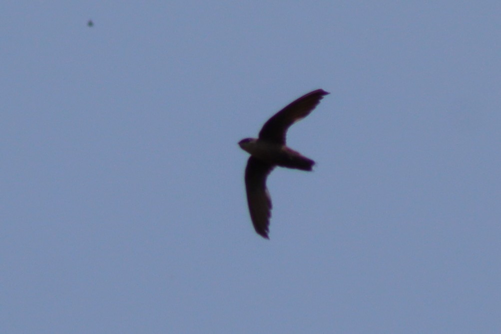 Chimney Swift - ML593258791