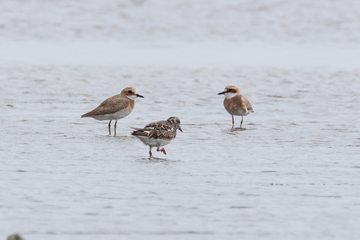 Greater Sand-Plover - ML593259811