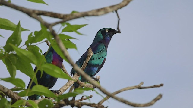 Splendid Starling - ML593260421