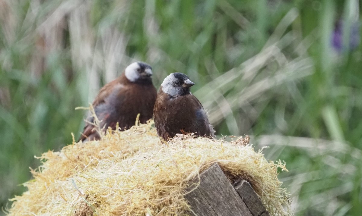 Gray-crowned Rosy-Finch (Pribilof Is.) - ML593260531