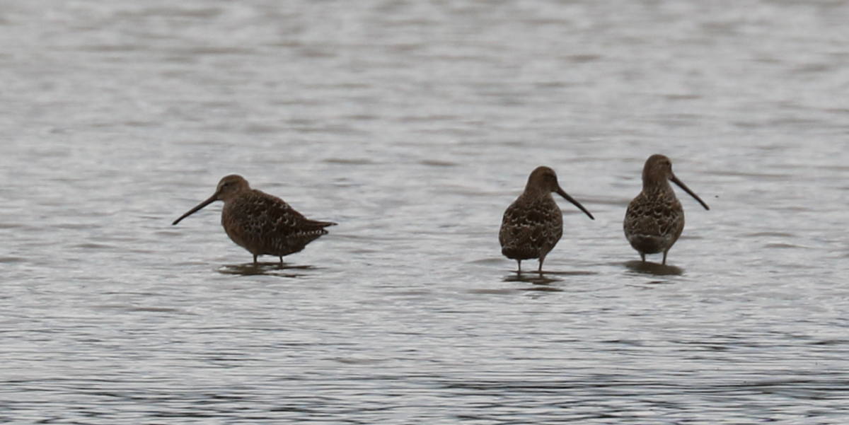 Long-billed Dowitcher - James Wheat