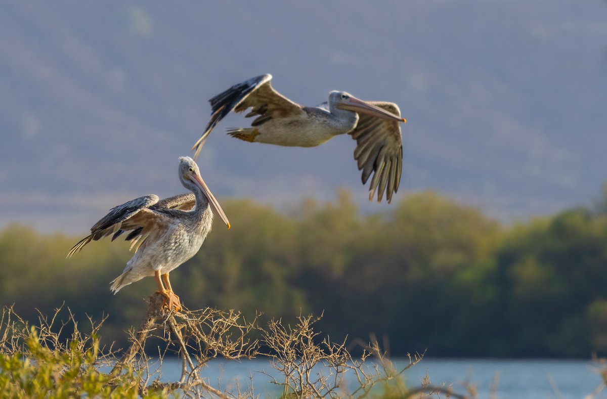 pelikán africký - ML593261521