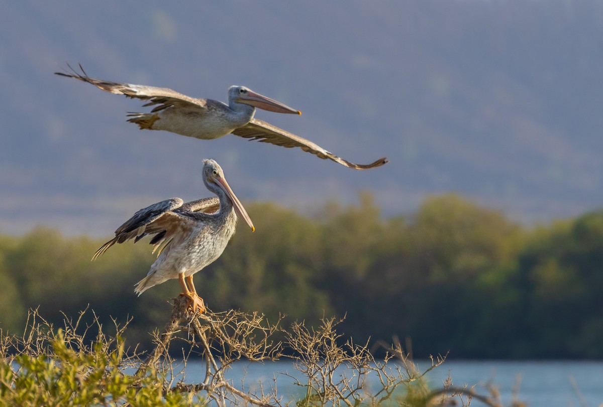 Pink-backed Pelican - ML593261531