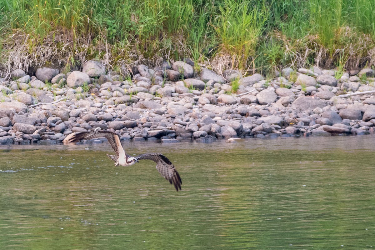 Osprey - ML593262671