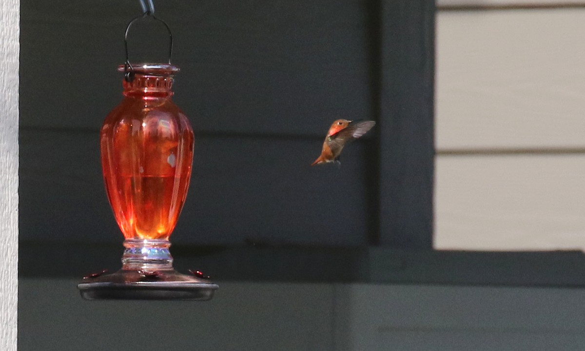 Rufous Hummingbird - ML593262861