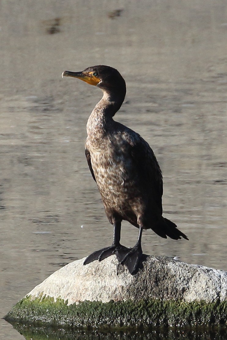 Double-crested Cormorant - ML593263231