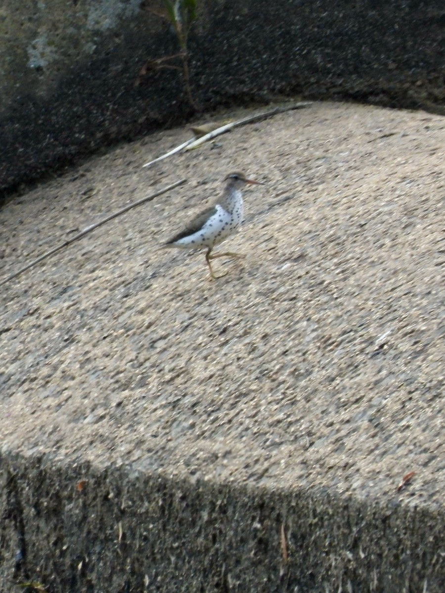 Spotted Sandpiper - Tracy Mosebey
